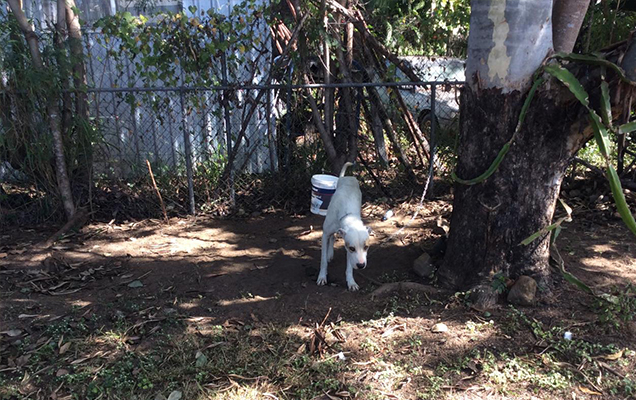 dogs left chained up to fence rspca queensland investigation